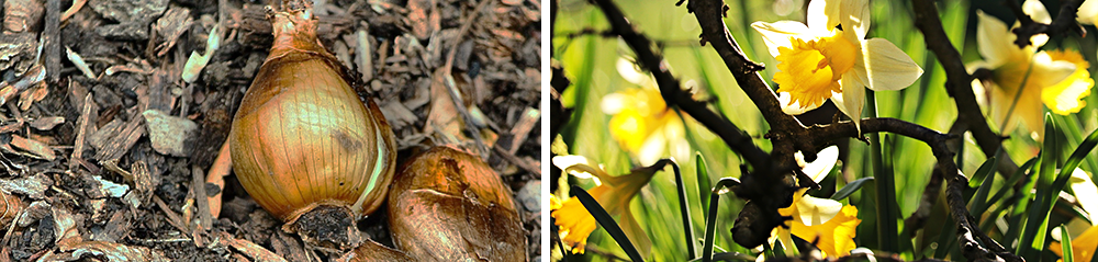 growing daffodil bulbs