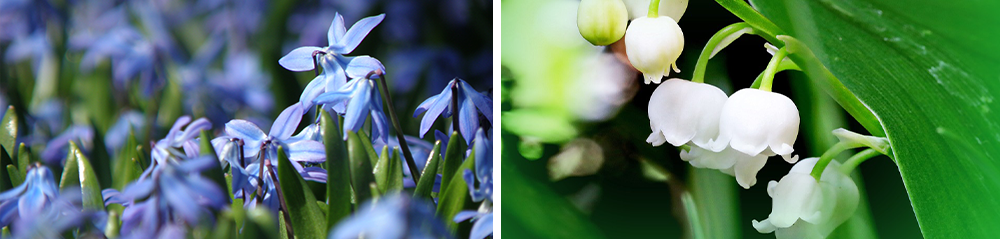 deer resistant bulbs siberian squill convallaria