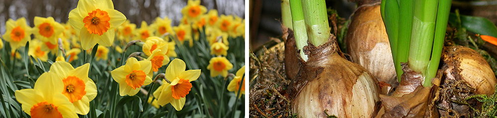 planting fall bulbs daffodil