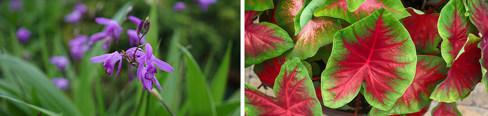 bulb perennial care bletilla caladium