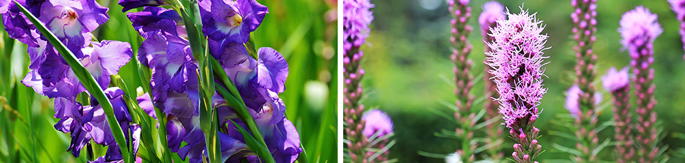 bulb perennial care gladiolus liatris