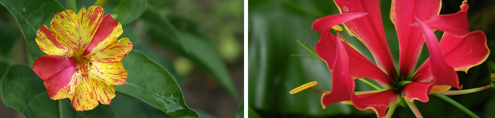 bulb perennial care mirabilis gloriosa lily