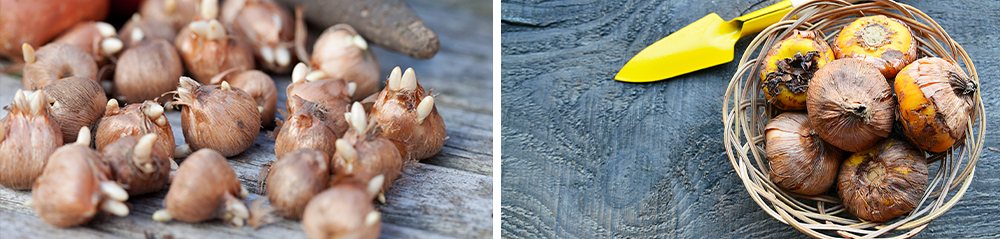 bulbs rhizomes corms tubers