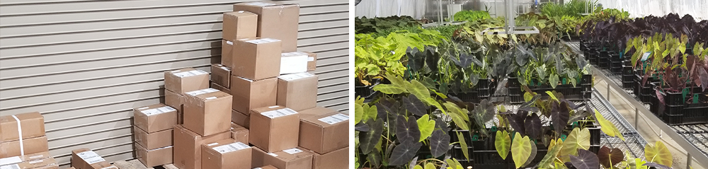 shipping and packaging bulbs