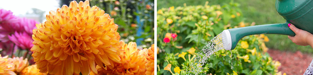 taking care of dahlia garden