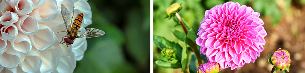 making dahlias last longer double