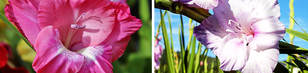 gladiola pink and purple