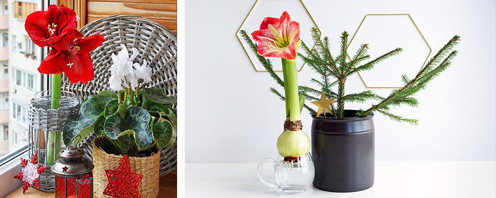 growing amaryllis in water B&B