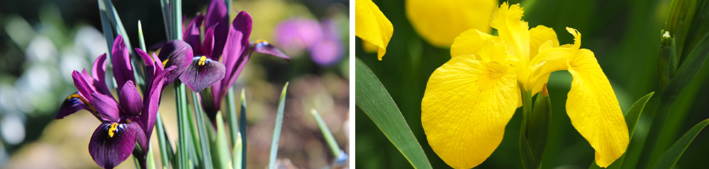 irises purple and yellow