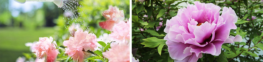 growing peonies