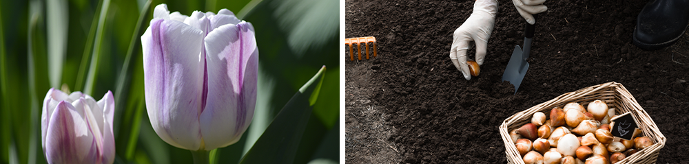 planting tulip bulbs
