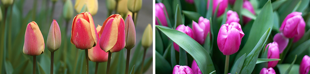planting tulips in spring