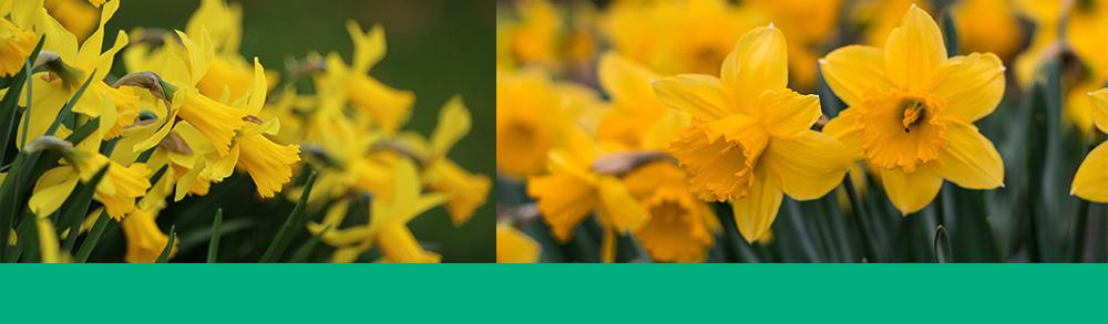 daffodils header