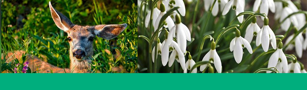 deer resistant bulbs