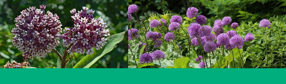 bulb perennial care asclepias butterfly milkweed perennial allium