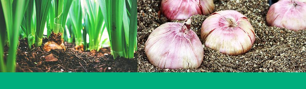 bulbs rhizomes corms tubers