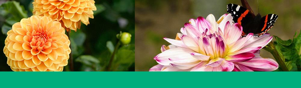 dahlias attract butterflies