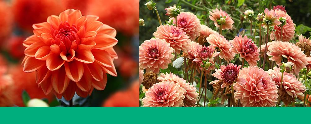 B&B fall in the garden dahlias