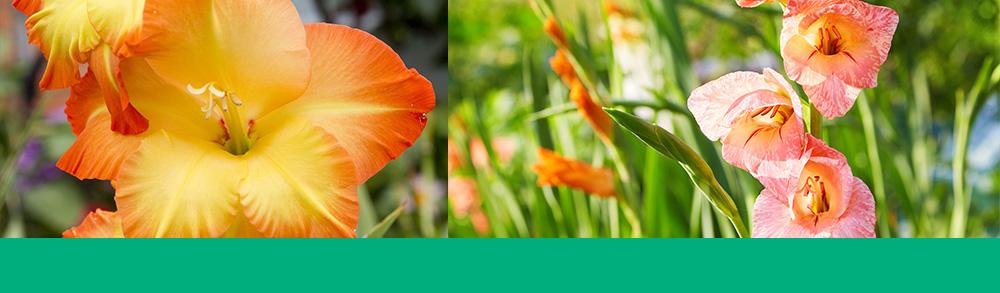 gladiola header