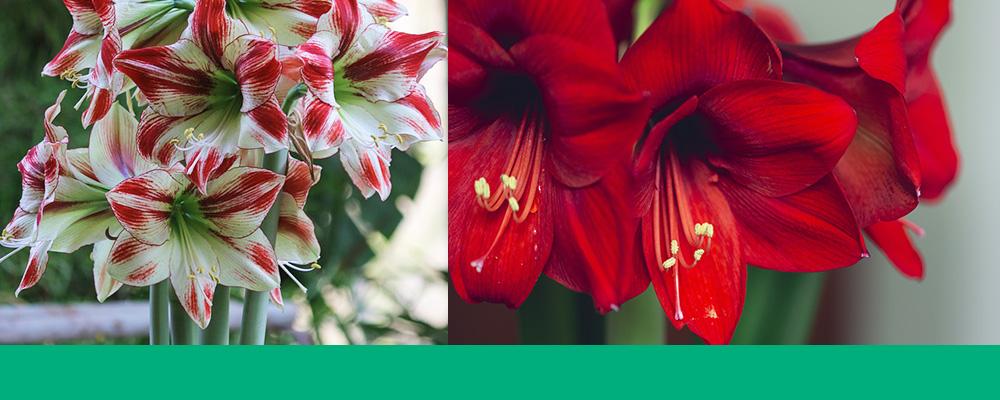 growing amaryllis in water B&B header