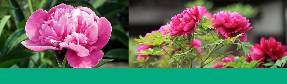 peonies header