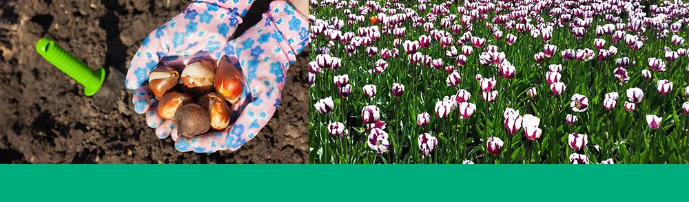 storing tulip bulbs