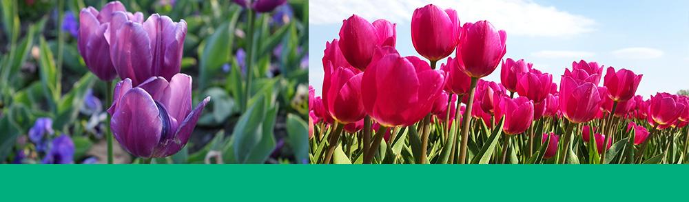 planting tulip bulbs in spring