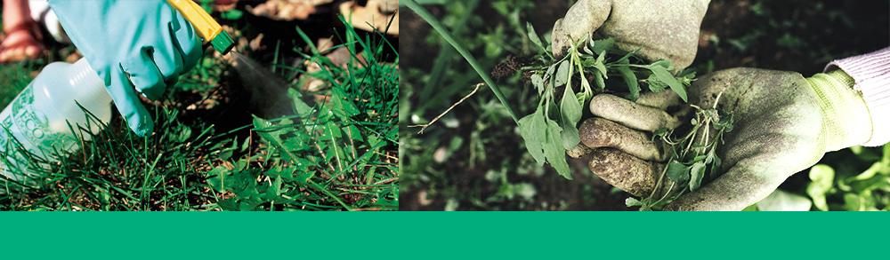 common weeds header