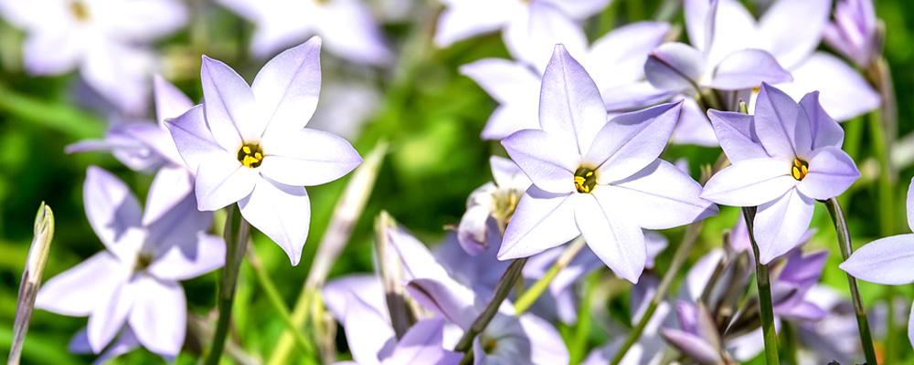 ipheion star flower unique bulbs fall planting