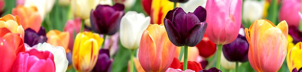 tulip field