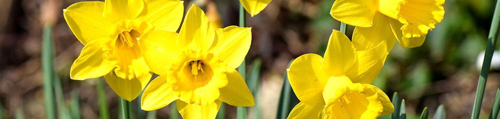 growing daffodils