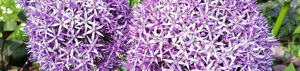 deer resistant bulbs allium