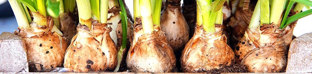 bulbs