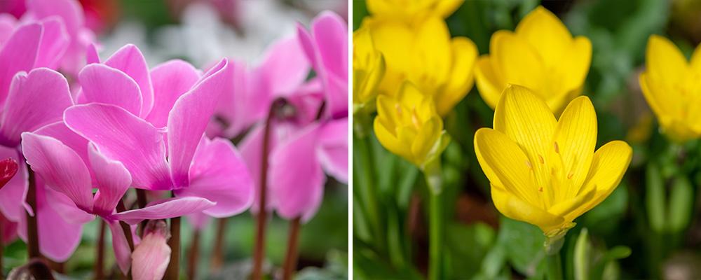 cyclamen sternbergia lutea