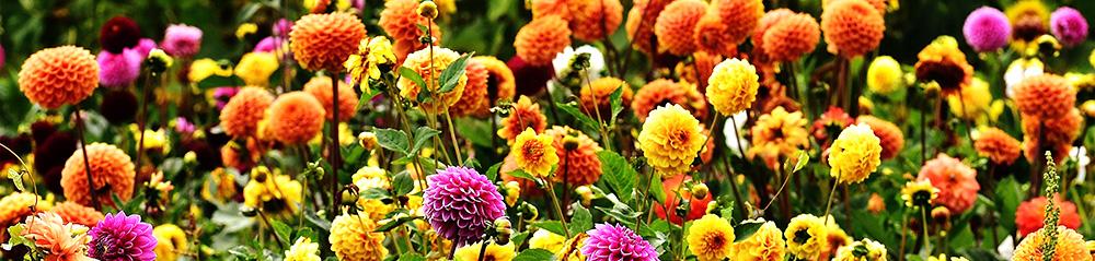 dahlia garden planting