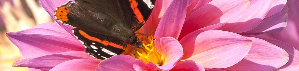 dahlias attracting butterflies