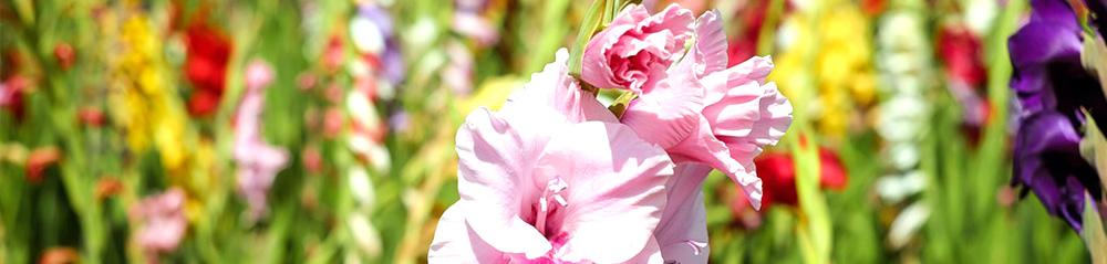 gladiola light pink