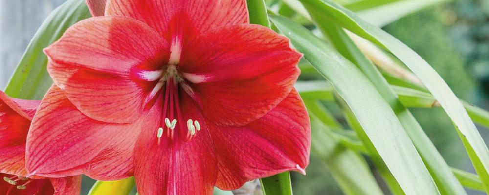 growing amaryllis in water B&B mid