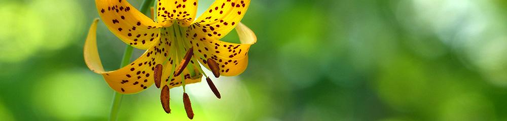 wild lily tiger