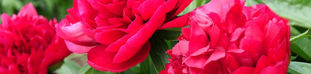 bright pink peonies