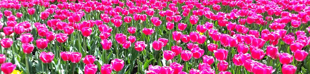 tulip bulbs