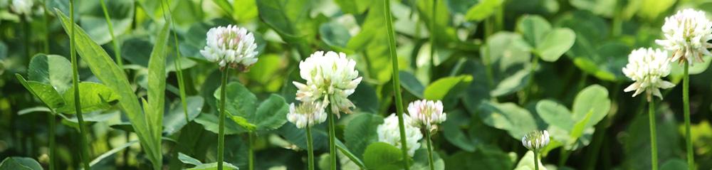 common weeds white clover