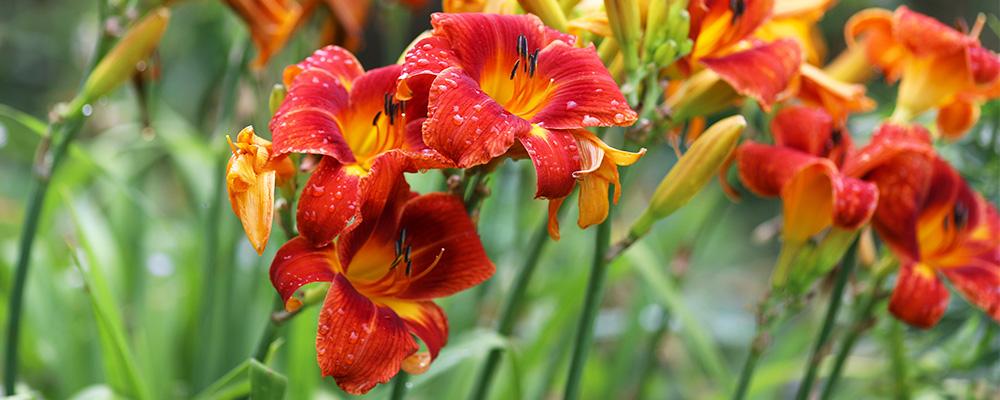 B&B plant with tulips red orange daylilies