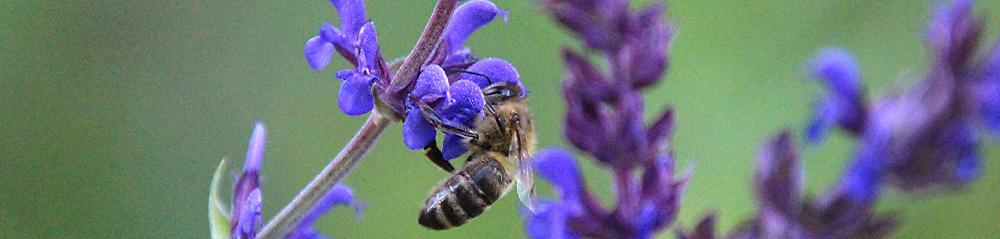 bulb perennial care salvia