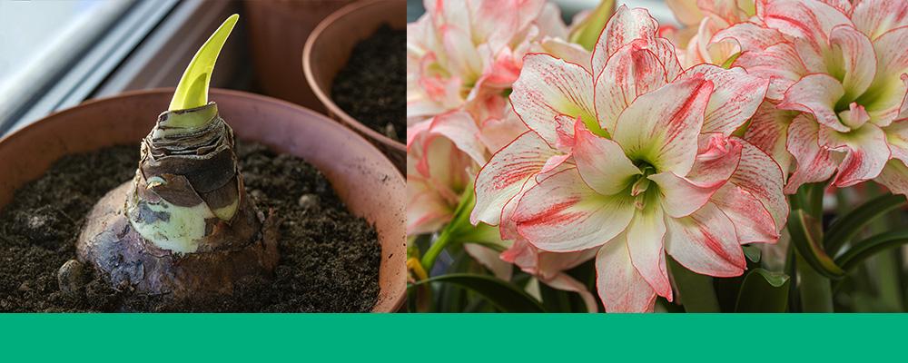 B&B types of amaryllis indoors
