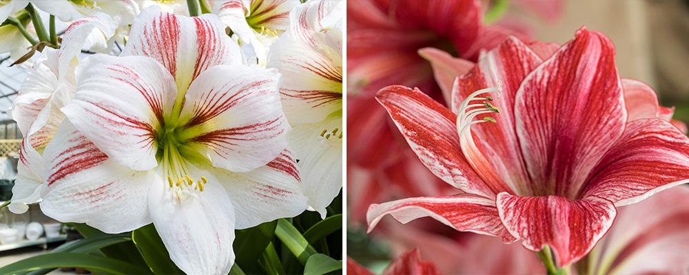 B&B types of amaryllis indoors red white striped varieties