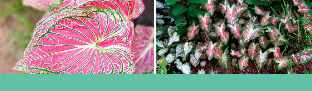 Growing Caladiums From Scratch