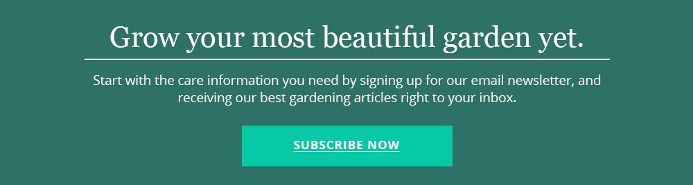 subscribe to our newsletter