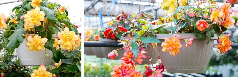 Begonia Hanging baskets flowers backyard gardens greenery growing gardener bulbs