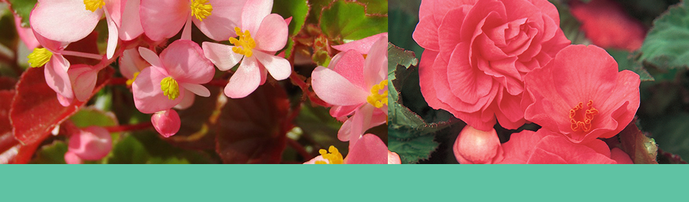Begonia bulb care planting tips ideas design garden tubers outside flowers gardening